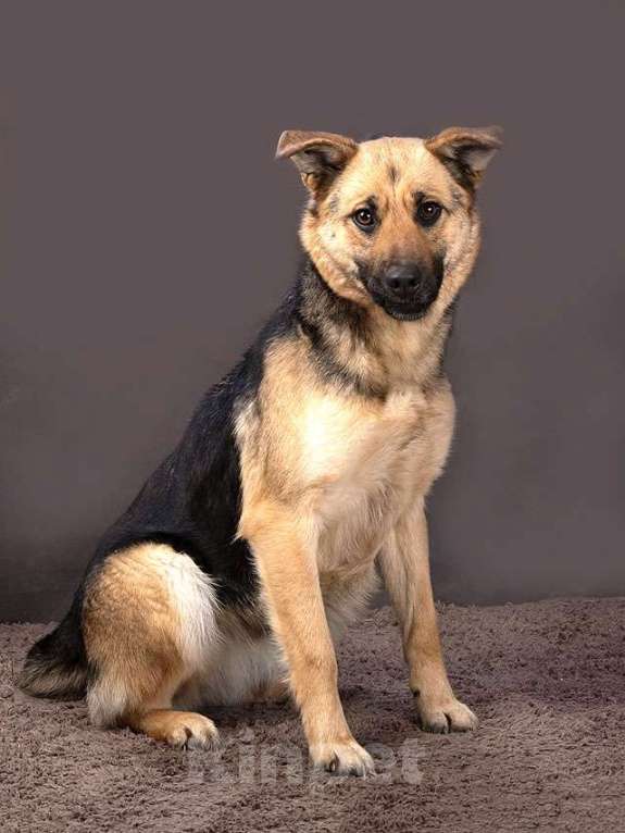 Собаки в Москве: Молодая, ласковая и общительная собачка Альма ищет дом Девочка, Бесплатно - фото 1