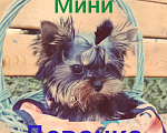 Собаки в Москве: Мини девочка Девочка, 85 000 руб. - фото 2