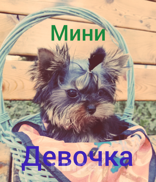 Собаки в Москве: Мини девочка Девочка, 85 000 руб. - фото 2
