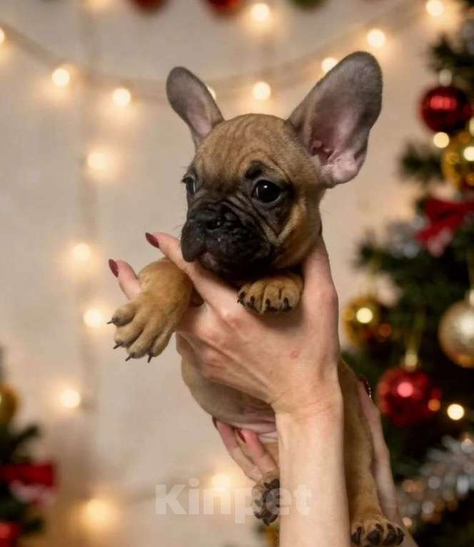 Собаки в Воронеже: Французские булочки Мальчик, 35 000 руб. - фото 2