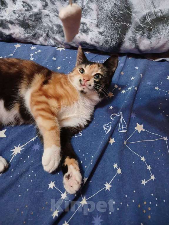 Кошки в Москве: Кошечка ищет дом  Девочка, Бесплатно - фото 3