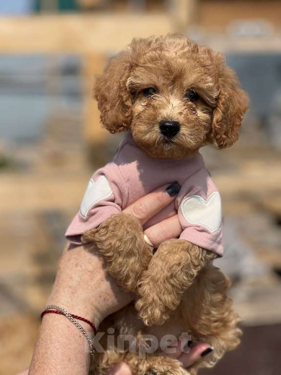 Собаки в Новосибирске: Щенок пуделя, доставка Мальчик, 50 000 руб. - фото 5