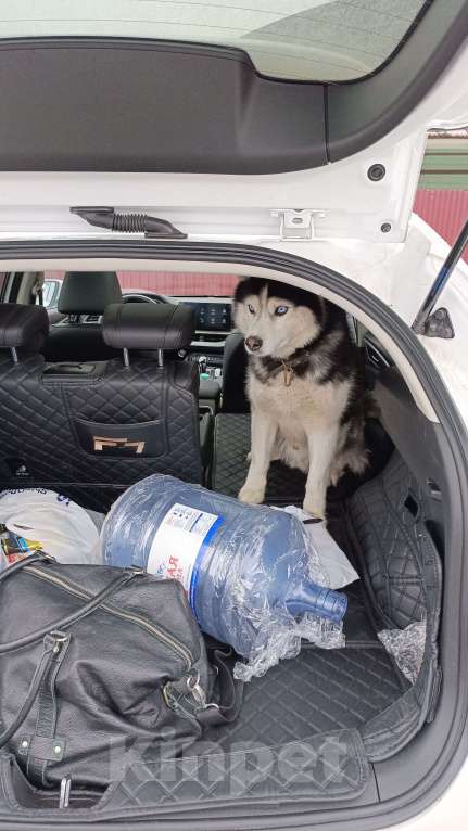 Собаки в других городах Липецкой области: Сюр Мальчик, 1 руб. - фото 4