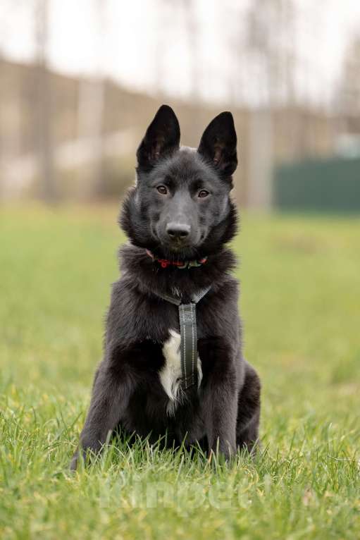 Собаки в Москве: Мята щенок девочка ищет дом Девочка, Бесплатно - фото 4