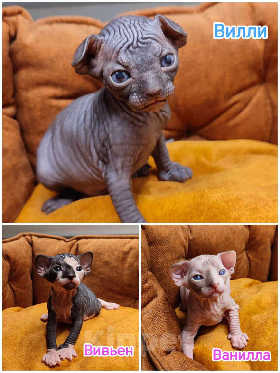 Кошки в Москве: Котята канадского сфинкса  Девочка, Бесплатно - фото 1