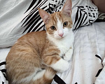 Кошки в Краснодаре: ‼️Срочно котенок в добрые руки‼️ Мальчик, Бесплатно - фото 2