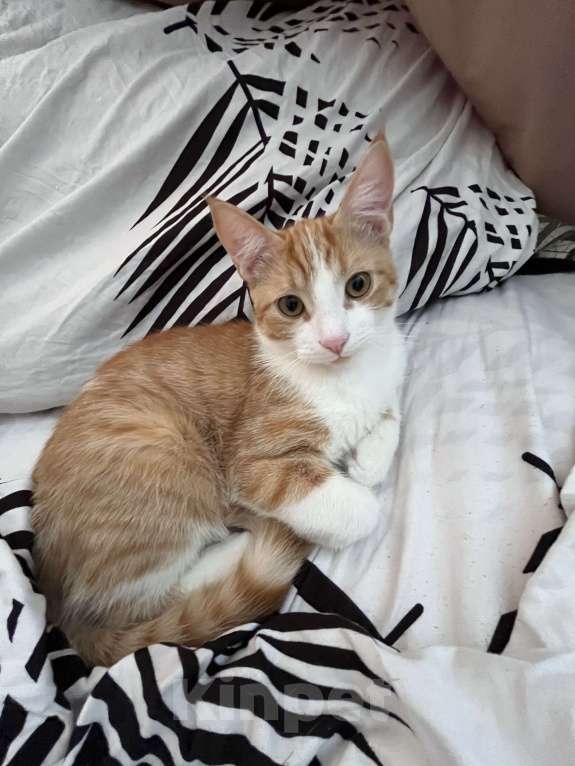 Кошки в Краснодаре: ‼️Срочно котенок в добрые руки‼️ Мальчик, Бесплатно - фото 2