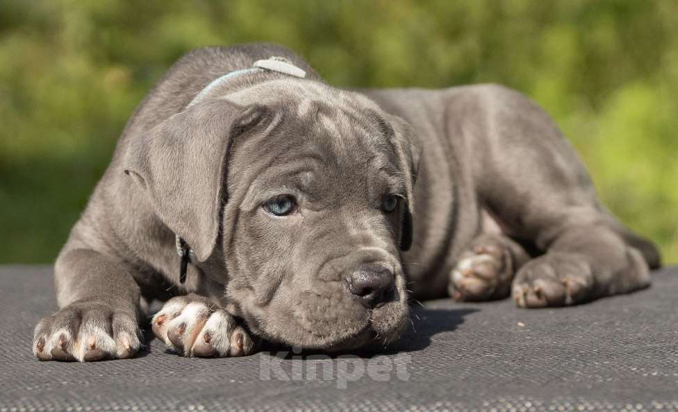 Собаки в Екатеринбурге: Серая девочка кане-корсо  Девочка, 80 000 руб. - фото 4