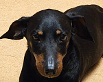 Собаки в Санкт-Петербурге: Мальчика таксу в добрые руки! Мальчик, Бесплатно - фото 2