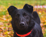 Собаки в Москве: Барри - маленький черный бриллиант в добрые руки Мальчик, 10 руб. - фото 3