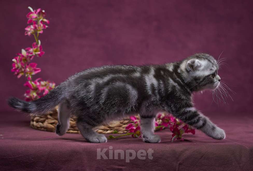 Кошки в Барнауле: Котик-фолд Тимоти🤎 Мальчик, Бесплатно - фото 10