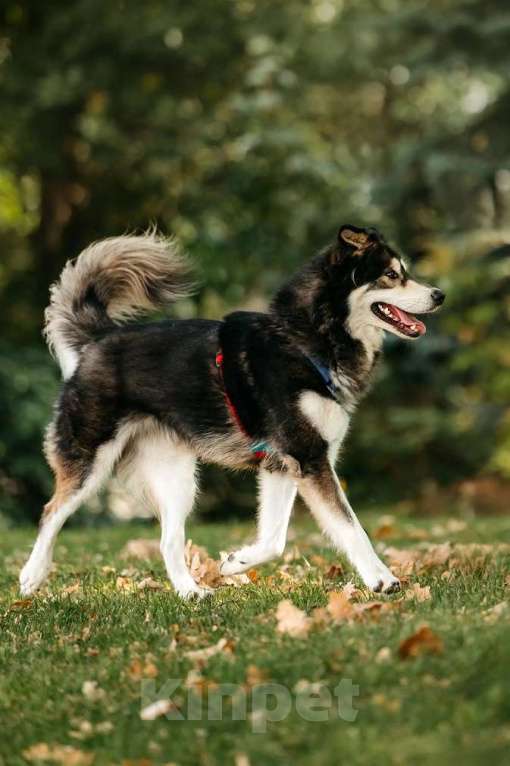 Собаки в Москве: Чудесная собака в поисках семьи! Мальчик, Бесплатно - фото 6