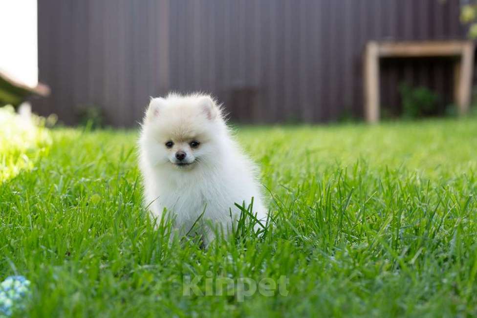 Собаки в других городах Московской области: Девочка Тоша Девочка, 35 000 руб. - фото 2