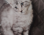 Кошки в Алуште: Котята породы мейн кун Разнополые, 13 000 руб. - фото 1