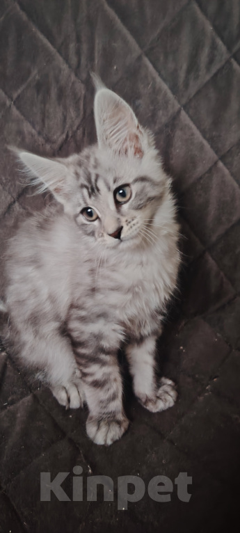 Кошки в Алуште: Котята породы мейн кун Разнополые, 13 000 руб. - фото 1