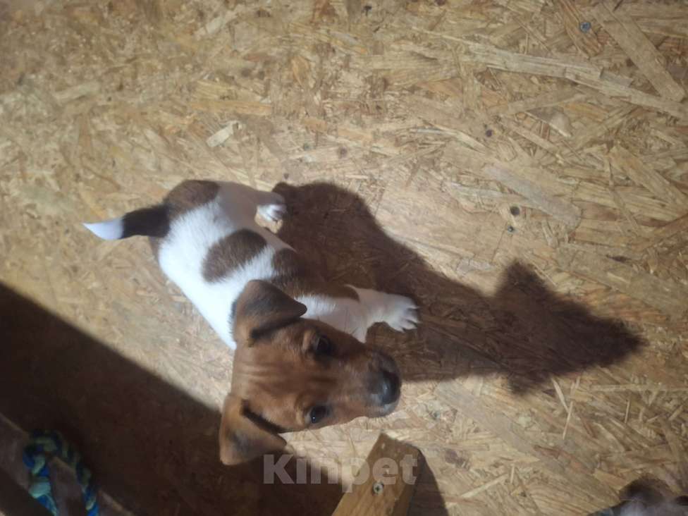 Собаки в Ступино: Продаю джек рассел девочек Девочка, 15 000 руб. - фото 2