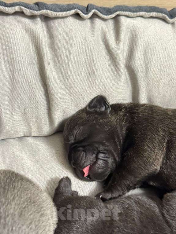 Собаки в Ростове-на-Дону: Малыши французского бульдога Девочка, Бесплатно - фото 5