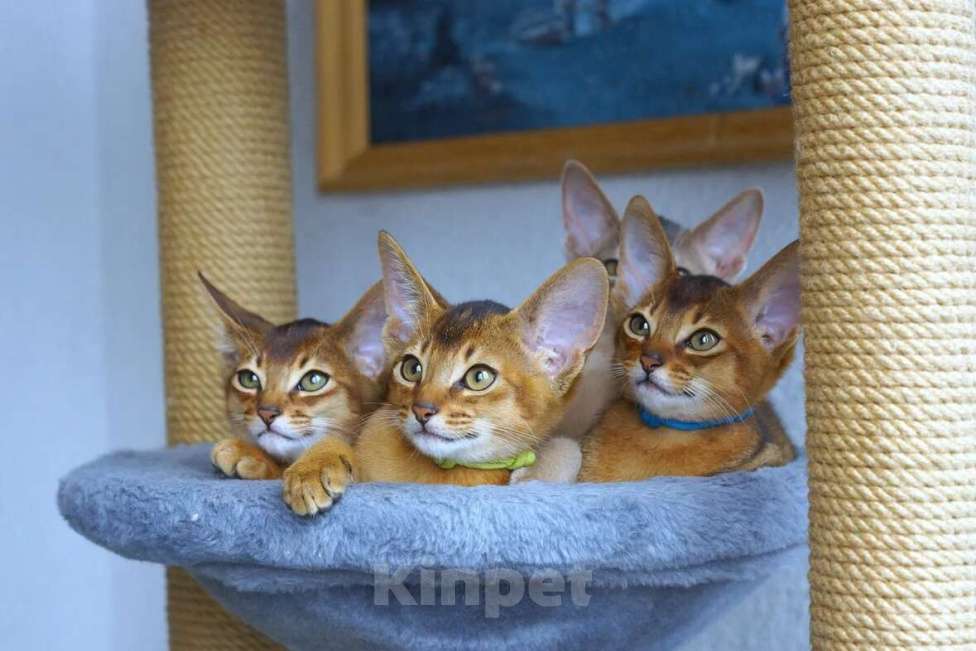 Кошки в Санкт-Петербурге: Абиссинский котенок с документами, мальчик  Мальчик, 35 000 руб. - фото 2