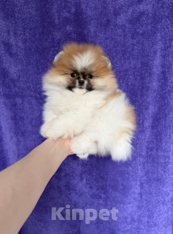 Собаки в Москве: Мальчик Мальчик, 30 000 руб. - фото 1