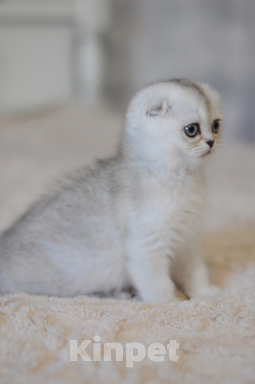 Кошки в Бахчисарае: Шотландский вислоухий котенок Мальчик, 55 000 руб. - фото 2