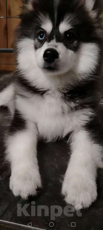Собаки в Смоленске: Миниатюрная пушистая девочка Помски F3 Девочка, 40 000 руб. - фото 2