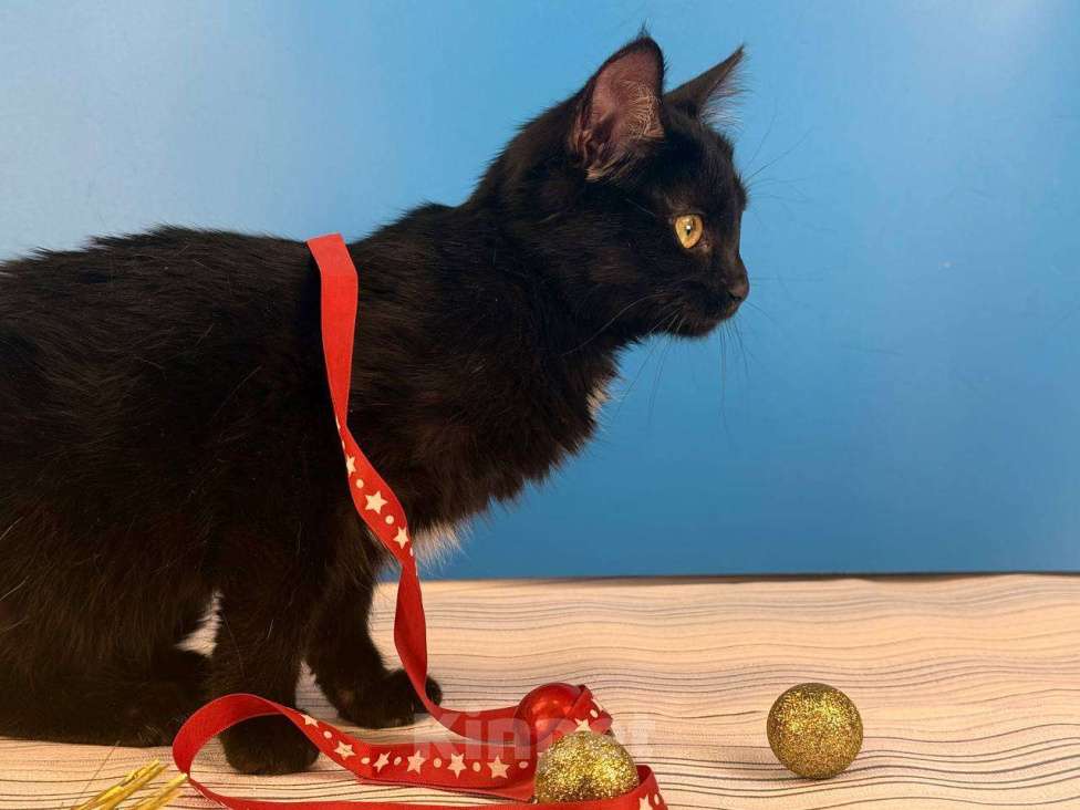 Кошки в Москве: Буся, котенок-подросток в добры руки Девочка, Бесплатно - фото 9