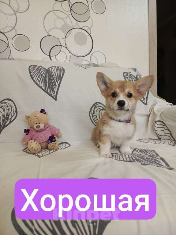 Собаки в других городах Краснодарского края: Щенки  Мальчик, 50 000 руб. - фото 2