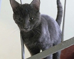 Кошки в Москве: Найден серый кот, Бульвар Рокоссовского Мальчик, 1 руб. - фото 3