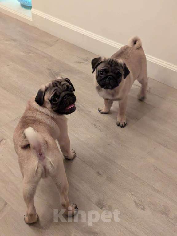 Собаки в Москве: Щенок мопса - мальчик Мальчик, Бесплатно - фото 2