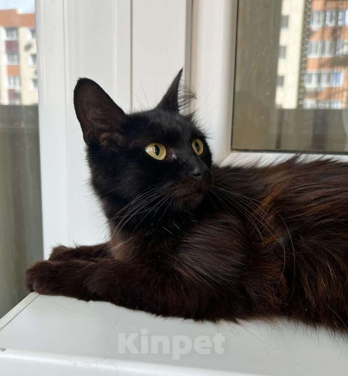 Кошки в Москве: Кошечка Николь - стройняшка в эбонитовой шубке в добрые руки Девочка, Бесплатно - фото 5