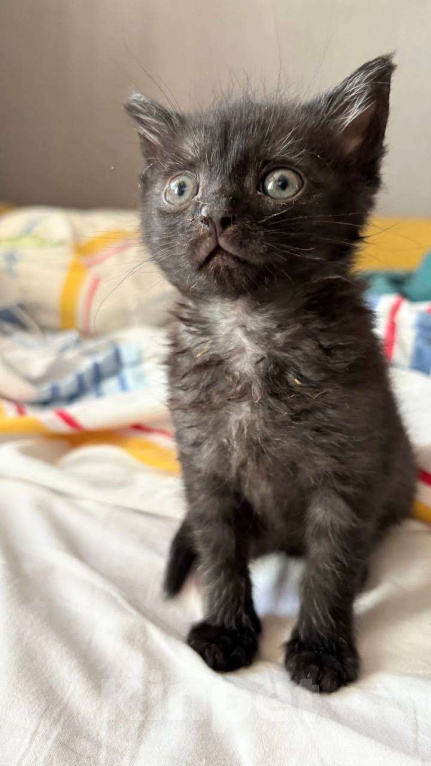 Кошки в Москве: Шурик- маленький боец Мальчик, Бесплатно - фото 1