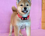 Собаки в Москве: Сиба ину. Мальчик. Мальчик, 50 000 руб. - фото 2