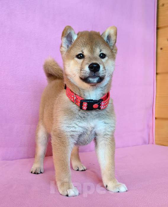 Собаки в Москве: Сиба ину. Мальчик. Мальчик, 50 000 руб. - фото 2