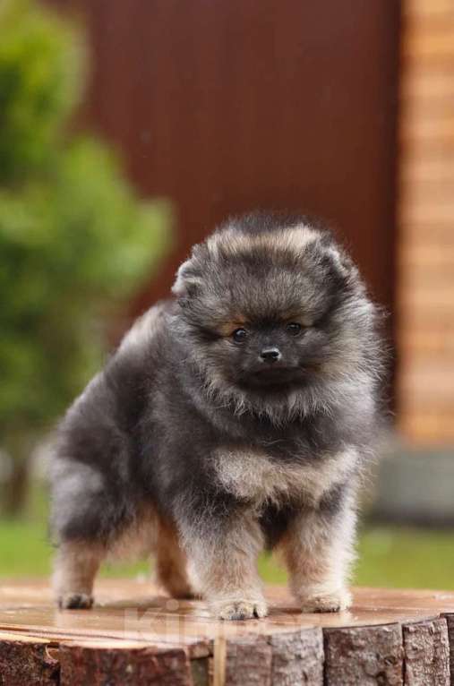 Собаки в Москве: Щенки немецкого миниатюрного  шпица Мальчик, 30 000 руб. - фото 3