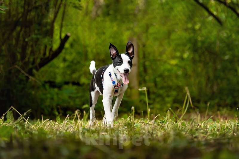 Собаки в Москве: Прекрасный щенок Дарэлл в добрые руки. Мальчик, Бесплатно - фото 7