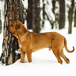 Бразильский фила