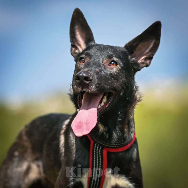 Собаки в Москве: Собака бесплатно. Москва и МО. Майя. Девочка, Бесплатно - фото 4
