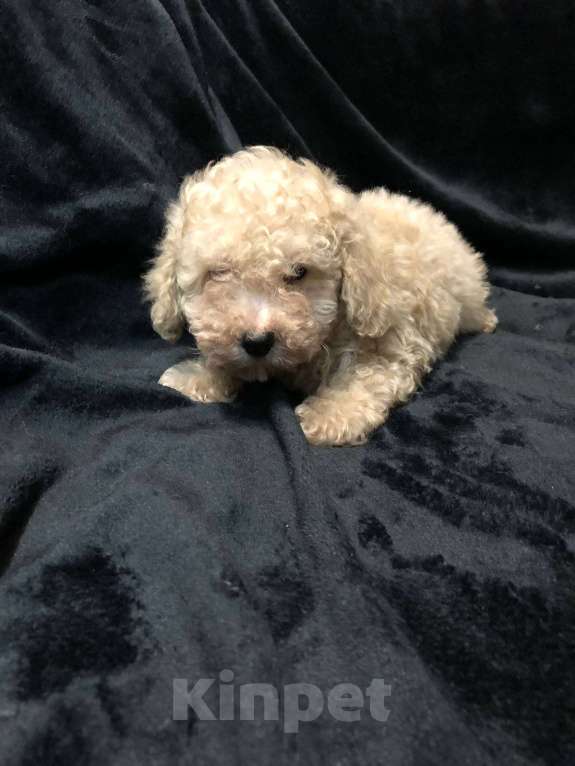 Собаки в Москве: Мальтипу мини мальчик f1 Мальчик, 55 000 руб. - фото 3