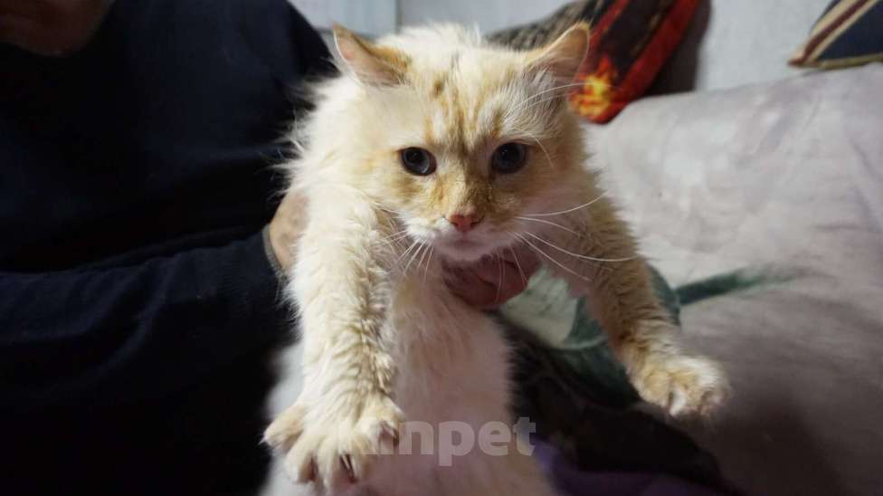 Кошки в Москве: Молодой котик Левушка ищет новый дом  Мальчик, Бесплатно - фото 3