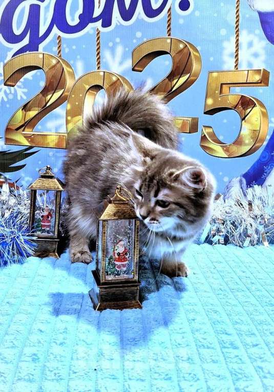 Кошки в Новосибирске: Девочка манчкин стандарт с документами Девочка, 80 000 руб. - фото 2