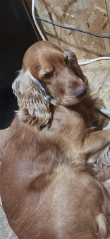 Собаку украли ! Прошу помощи 🙏😭