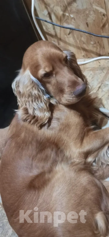 Собаки в других городах Камчатского края: Собаку украли ! Прошу помощи 🙏😭 Мальчик, 100 000 руб. - фото 1