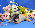 Собаки в Клине: Французские бульдоги цветные, крем и голубой соболь Мальчик, 40 000 руб. - фото 3