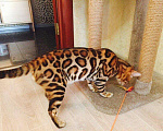 Кошки в Санкт-Петербурге: Бенгальские кошечки и котики с правом разведения, 75 000 руб. - фото 1
