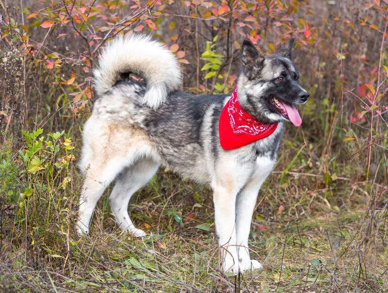Собаки в Люберцах: Молодая американская акита Нори в добрые руки Девочка, 1 руб. - фото 4