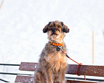 Собаки в Санкт-Петербурге: Редкой внешности собачка ищет дом Девочка, Бесплатно - фото 1