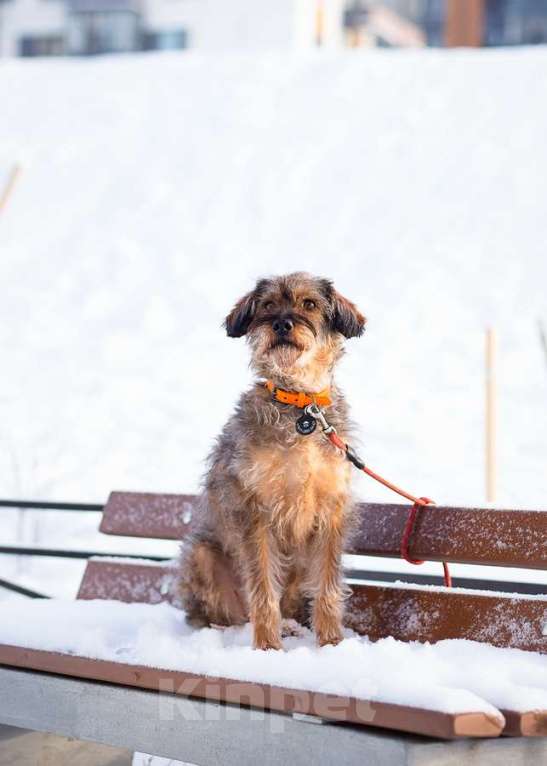 Собаки в Санкт-Петербурге: Редкой внешности собачка ищет дом Девочка, Бесплатно - фото 1