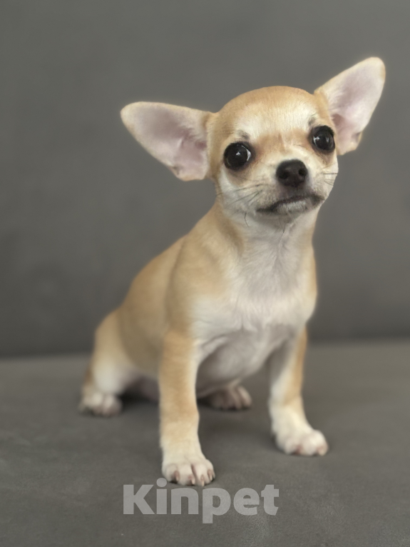 Собаки в Самаре: очаровательные малыши чихуахуа Девочка, 40 000 руб. - фото 2