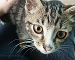Кошки в Хабаровске: Отдам котенка в добрые руки Мальчик, Бесплатно - фото 2