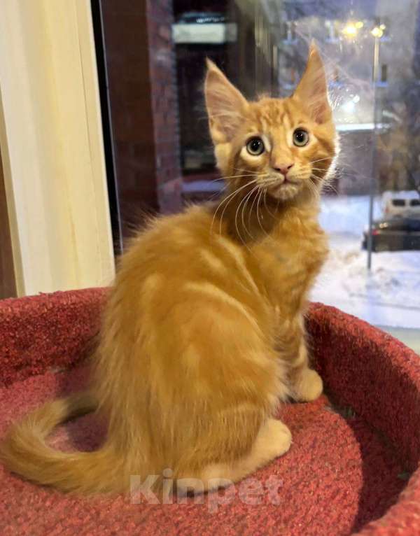 Кошки в Санкт-Петербурге: котенок мейн-кун# Мальчик, 50 000 руб. - фото 3